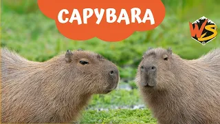 The Incredible Facts About Capybaras!