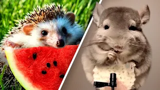 Too Cute Baby Animals Eating Food ASMR - Nom Nom 🍔🍉