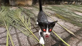 A cat with red eyes breathes its last breath asking for help from a man..!!