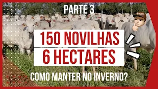 150 NOVILHAS de RECRIA em 6 HECTARES - PASTEJO ROTACIONADO ADUBADO e IRRIGADO para BOVINOS DE CORTE