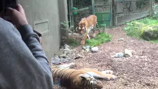 Tiger attack in Dublin Zoo