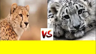 ГЕПАРД ПРОТИВ СНЕЖНОГО БАРСА  CHEETAH VS IRBIS