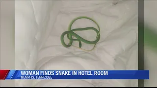 Nashville woman wakes up to snake wrapped around her arm in Memphis hotel