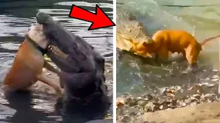 Dogs attacked by crocodiles while swimming in the lake - dogs vs alligator