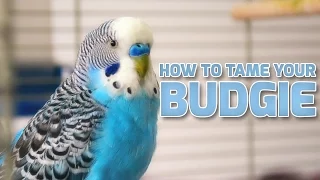 How to Tame Your Budgies | Parakeets