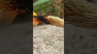 Горит ПШЕНИЦА Жнива сорваны МУРАВЬИ в шоке Burning WHEAT Harvested ANTS in shock