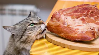 Правильное питание для Кошек ✔️ Чем Кормить Кошку 🐈 Советы от Garden-zoo