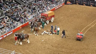 Budweiser Wagon Accident at the SA Rodeo 2023