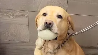 Dog needs emotional support ball during his grooming