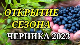 ЧЕРНИКА. Сбор Черники в Беларуси 2023. ПЕРВАЯ ЦЕНА!!!