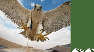 Racing falcons in Saudi Arabia