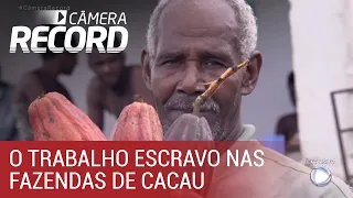 Câmera Record denuncia trabalho escravo em fazendas de cacau na Bahia