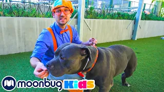 Blippi Visits an Animal Shelter | Blippi | Kids Songs | Moonbug Kids