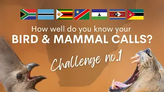 How well do you know your Southern African BIRD & MAMMAL CALLS? | Challenge no.1