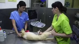 Un HOSPITAL para todos los ANIMALES en Madrid. PRIVET