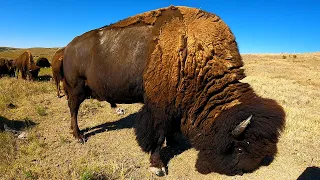 Large Bulls, White Buffalo, Native American History - Duff's Buffalo Ranch