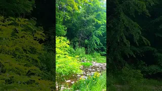 Lazy Summer Afternoon Ambience | 8 hrs Gentle River and Bird Sounds for Relaxation #shorts