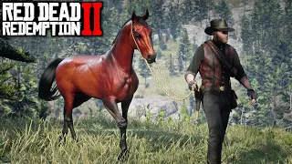 RED DEAD REDEMPTION 2 #49 | DOMANDO UM NOVO CAVALO, PURO-SANGUE ÁRABE VERMELHO!