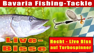 Hecht-Live Biss am Bavaria Turbo-Spinner mit der Water-Wolf-Unterwasserkamera gefilmt