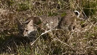 Wild Bobcat Stalking - Close-up