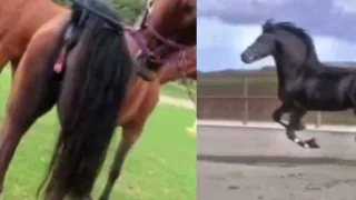 Reacção de cavalo quando vê uma égua no cio