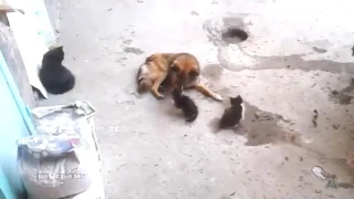 Кошка привела котят к своему другу