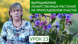 Выращивание лекарственных растений на приусадебном участке