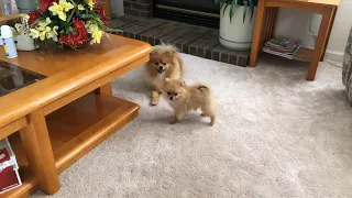 Tiny Pomeranian Puppies Run Barking | The Video That Will Change Your Day