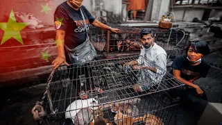 I Went to Release the Cats in Asia's SCARIEST Meat Market! Dog, Cat, Rat, Bat and more 🇮🇩