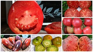 Сrazy -томаты («сумасшедшие» томаты)