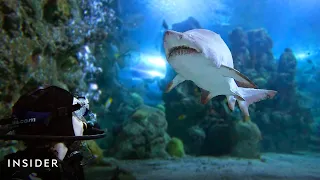 Shark Diving In Denver | Everyday Adventurer | Insider
