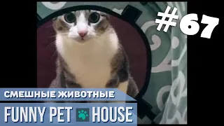 СМЕШНЫЕ ЖИВОТНЫЕ И ПИТОМЦЫ #67 ИЮНЬ 2019 [Funny Pet House] Смешные животные