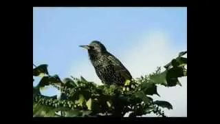 Varnėnas - Common Starling