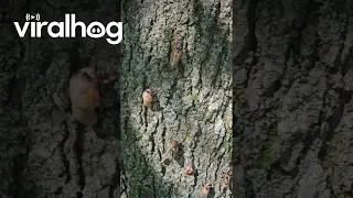 Cicadas Invade Backyard Tree In Illinois || ViralHog