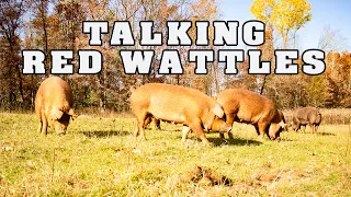 Talking Red Wattles with Ryan Kolodziej