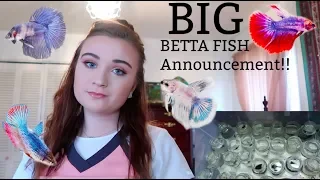 BIG BETTA FISH ANNOUNCEMENT!! | VLOGMAS DAY 11 | ItsAnnaLouise