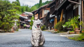 Inside Japan's Stunningly Beautiful Shukuba (Post Towns)