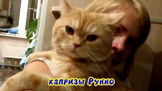 Капризы британского кота Рунно / The quirks of the British cat Runno