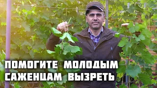 Помогите молодым саженцам вызреть! Глубока чеканка✂️