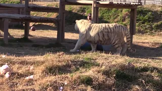 Joe Exotic Gets Dragged Through Tiger Arena