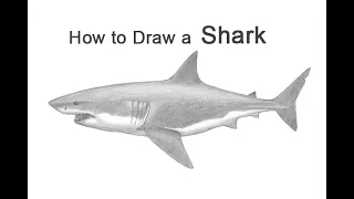 How to Draw a Shark (Great White)