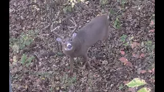 Bow Hunting Big Bucks (Buffalo County Wisconsin