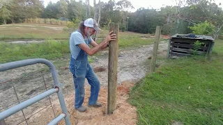 Moving Day! | Fence Repair  | Large Black Hogs