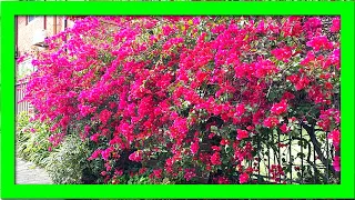 My Secret Tips To Keep Bougainvillea Flowering: Force Bougainvillea To Flower If Not Blooming