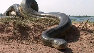 SE NÃO FOSSE FILMADO NINGUÉM ACREDITARIA 6