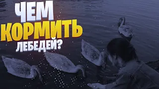 Чем кормить лебедей?