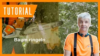 Wolfi erklärt: Baum ringeln I #Forstwirtschaft #BaySF #Tutorial der Bayerischen Staatsforsten