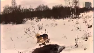 Охота на кабана Wild Boar HUNTING