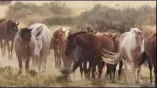 Mustang guerreros | Naturaleza Salvaje | Discovery Latinoamerica