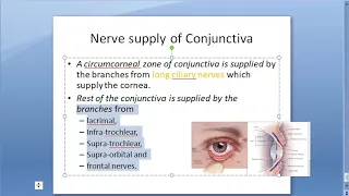 Ophthalmology 068 f Nerve Supply of Conjunctiva Nerves Supplying Ophthalmic Nerve branches